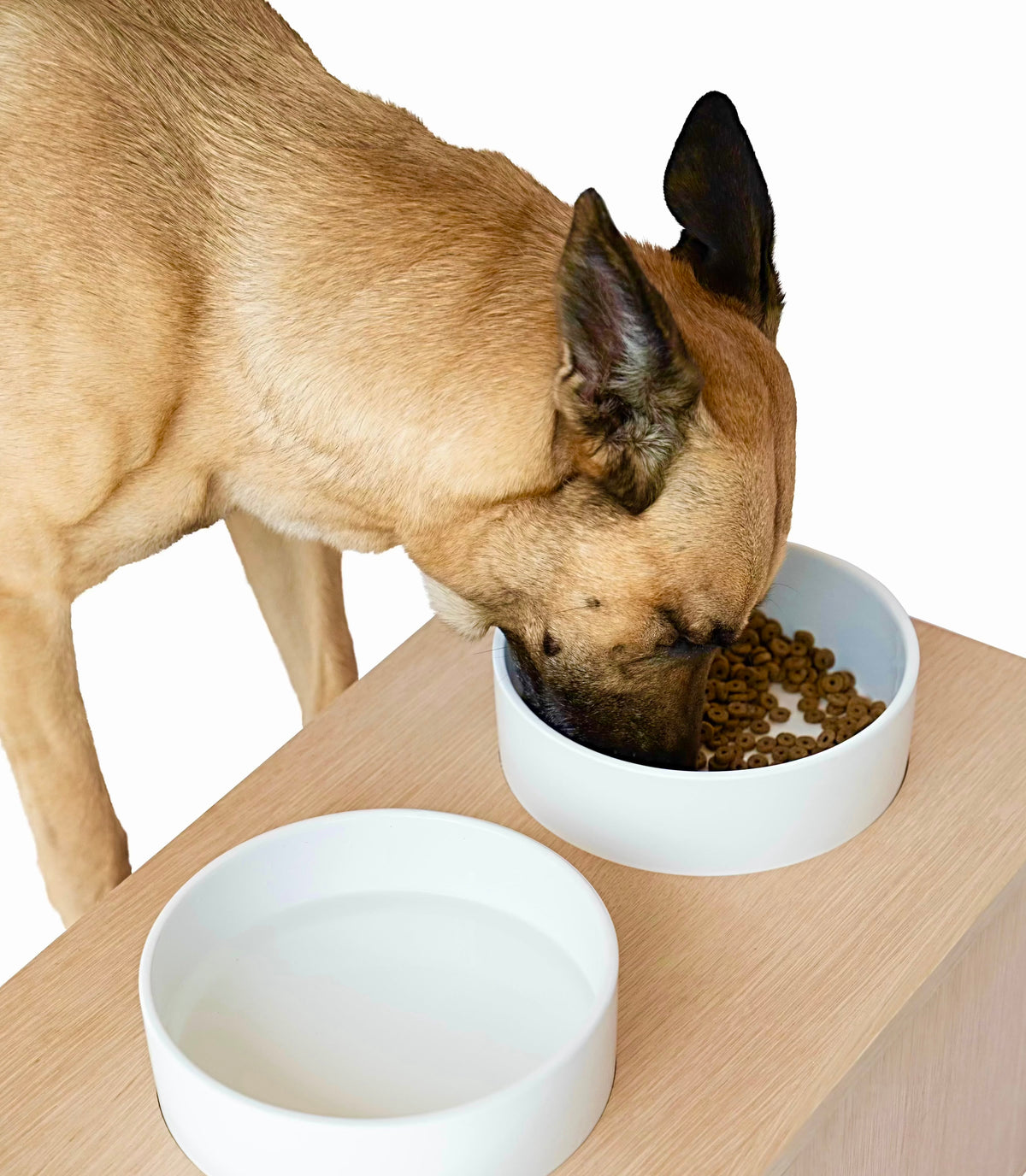 Dog Buffet
